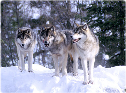 Lobos
