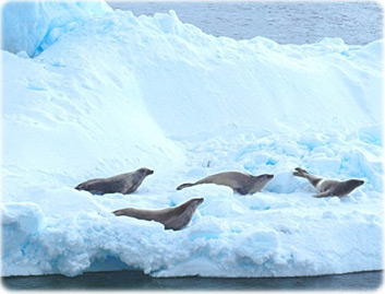 Focas