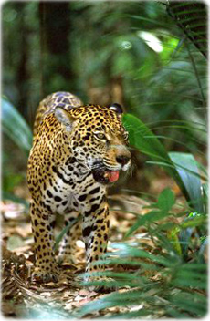 Oiapoque