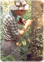Seringueiro