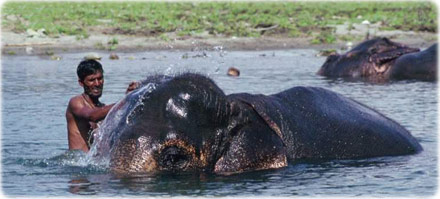 Elefante indiano